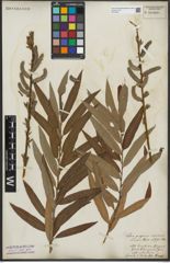 Foto von Salix purpurea L. x Salix viminalis L.